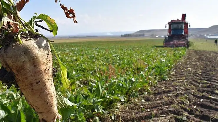 Şeker pancarı alım fiyatı belli oldu