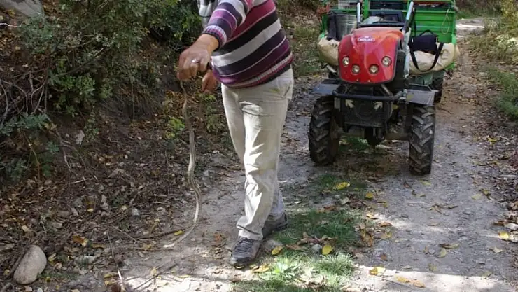 Konya'da yolda gördüğü yılanı yakalayıp eline aldı ve oynadı