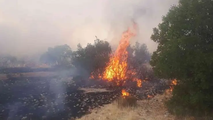Gaziantep'te orman yangını