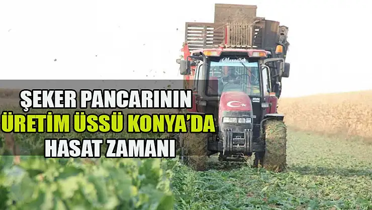 Şeker pancarının üretim üssü Konya'da hasat zamanı