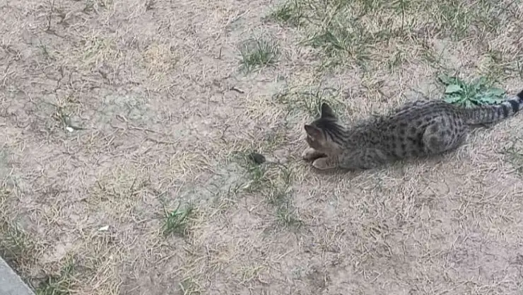 Tom ve Jerry karakteri gerçek oldu