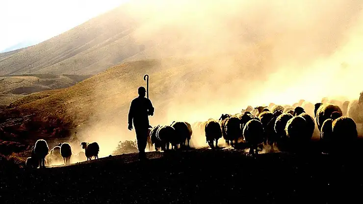 Tarımsal desteklerde gelecek yıl aslan payı hayvancılığın