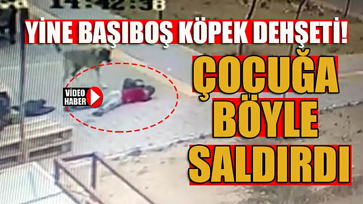 Yine başıboş köpek dehşeti! Çocuğa böyle saldırdı