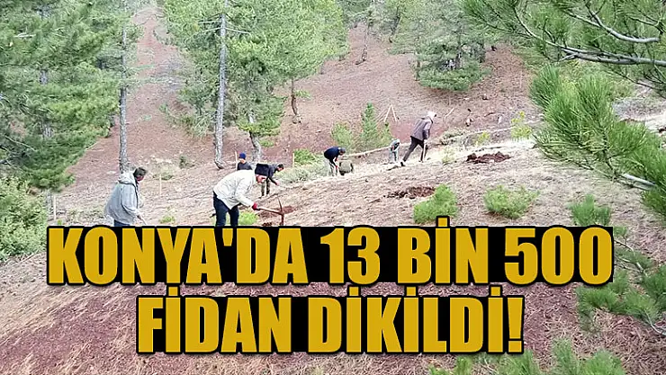 Konya'da 13 bin 500 fidan dikildi
