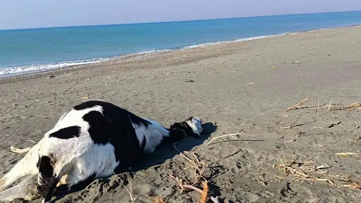Hatay'da inek ve domuz ölüsü sahile vurdu