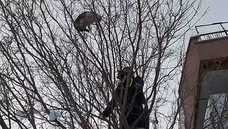 Köpekten kaçıp ağaca çıkan kediyi itfaiye kurtardı