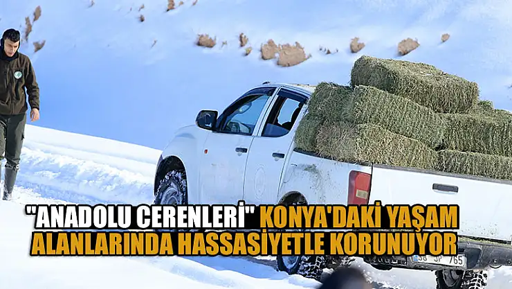 'Anadolu cerenleri' Konya'daki yaşam alanlarında hassasiyetle korunuyor