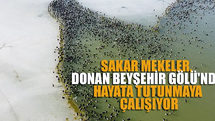 Sakar mekeler, donan Beyşehir Gölü'nde hayata tutunmaya çalışıyor