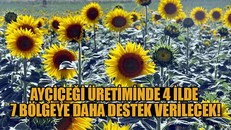 Ayçiçeği üretiminde 4 ilde 7 bölgeye daha destek verilecek