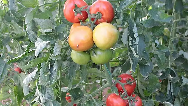 Rusya'ya sebze meyve ihracatında nakliye sorununa çözüm aranıyor