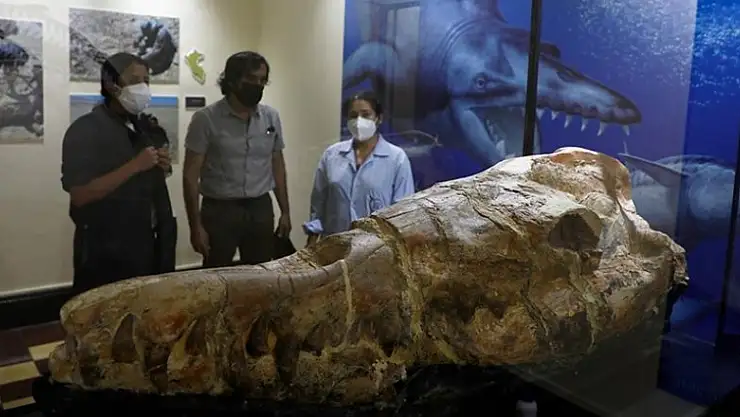 36 milyon yıllık 'deniz canavarı' ziyaretçilerle buluştu