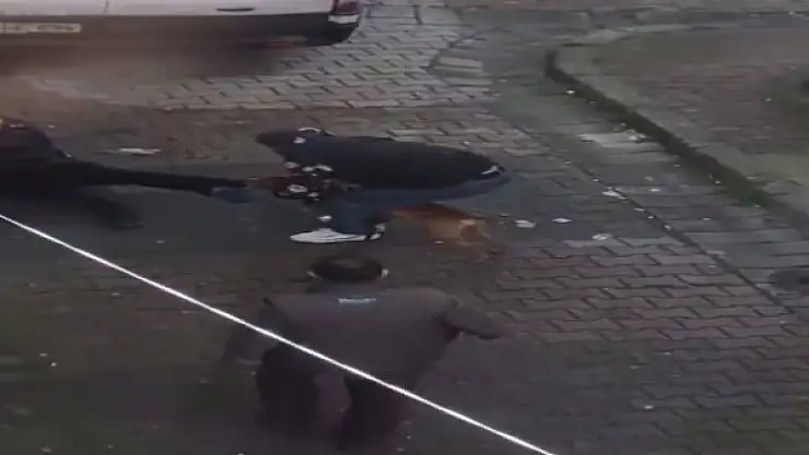 Güngören'de pitbul dehşeti, pitbulun ısırdığı genci zor kurtardılar