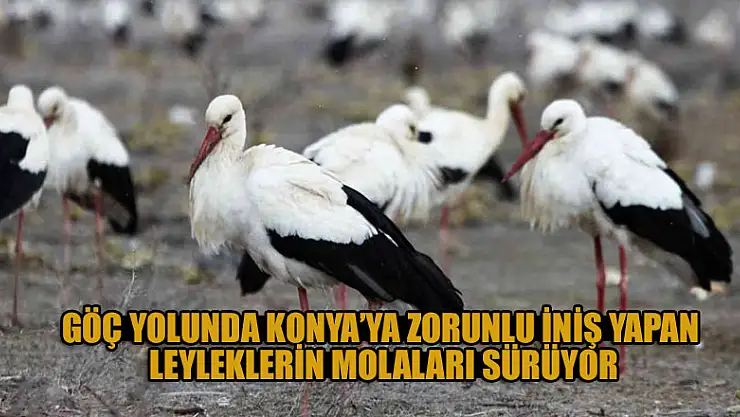 Göç yolunda Konya'ya zorunlu iniş yapan leyleklerin molaları sürüyor