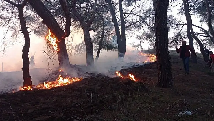 Balıkesir'de gece boyunca çıkan 3 orman yangını söndürüldü
