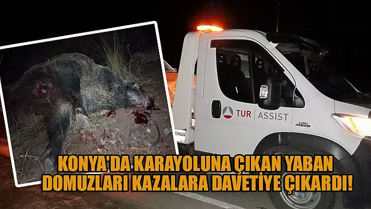 Konya'da karayoluna çıkan yaban domuzları kazalara davetiye çıkardı