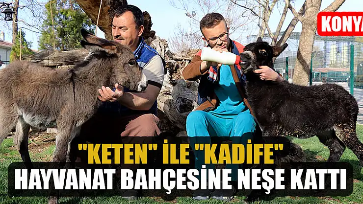 'Keten' ile 'Kadife' Konya hayvanat bahçesine neşe kattı