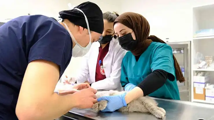 Beşinci kattan düşüp çenesi kırılan kedi sağlığına kavuştu