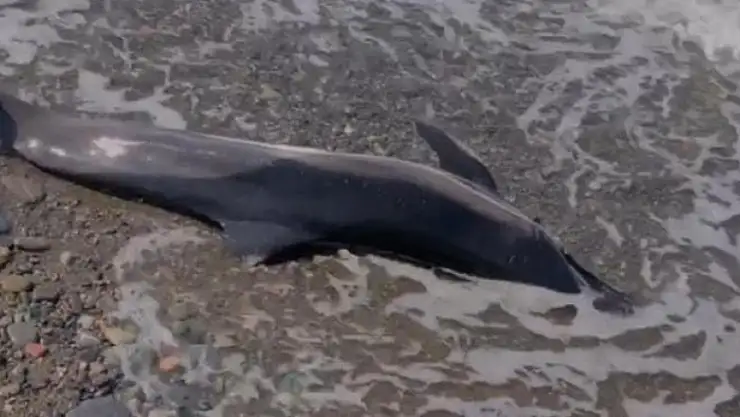 Kastamonu'da ölü yunus balığı sahile vurdu