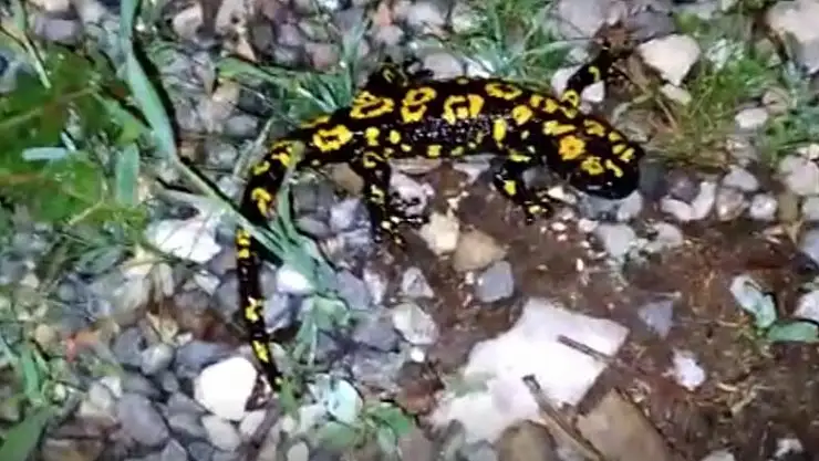 Tunceli'de lekeli Türk semenderi görüntülendi