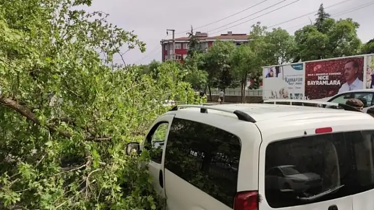 Diyarbakır'da seyir halindeki ticari aracın üstüne ağaç devrildi