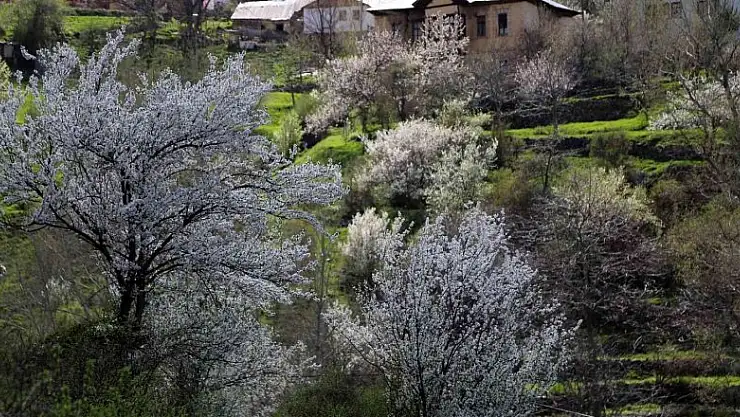 Tarihi mahalle bahar renklerine büründü, görsel şölen oluştu