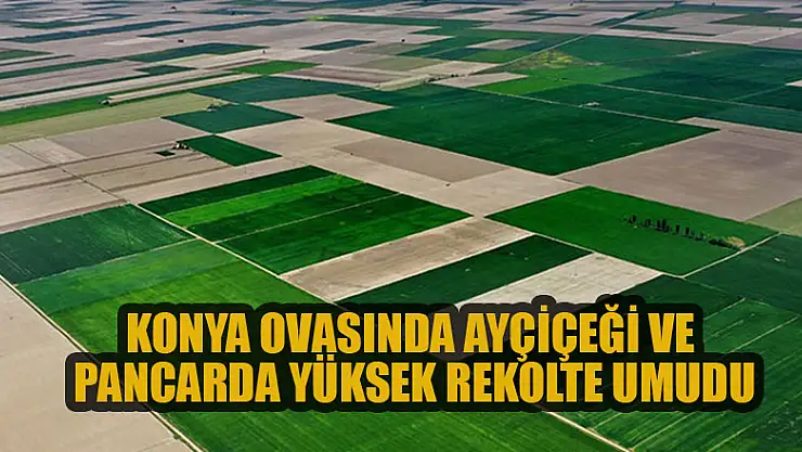 Konya Ovasında ayçiçeği ve pancarda yüksek rekolte umudu