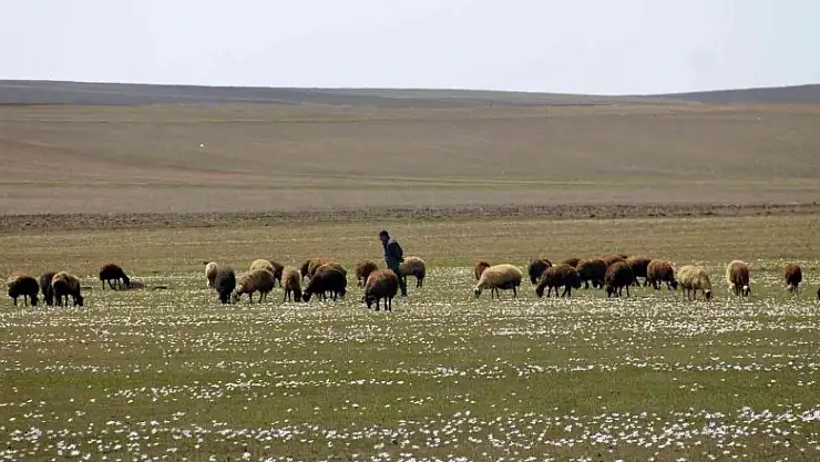 Bayburt'ta yaylalar koyun sürüleriyle renklendi