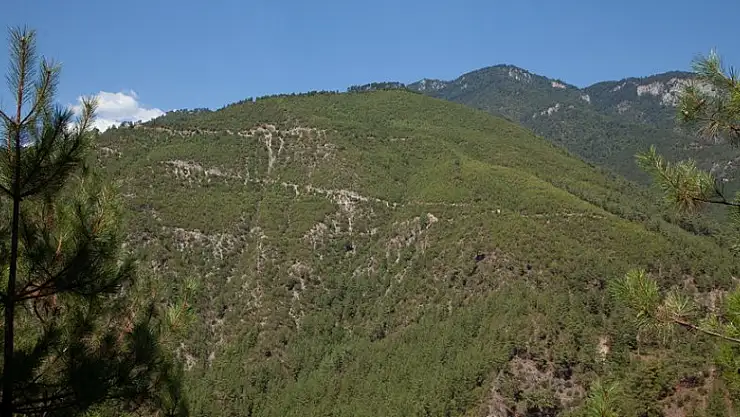 Yanan ormanlar yeniden yeşerdi