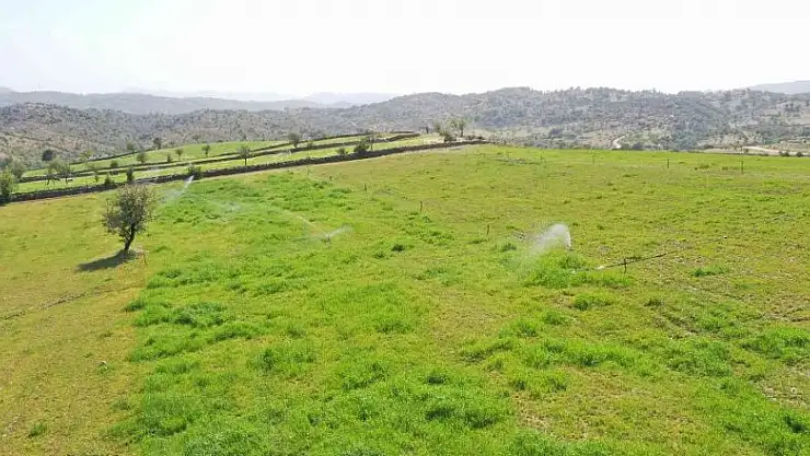 Aydın Büyükşehir Belediyesi, kurak toprakları hayata döndürdü