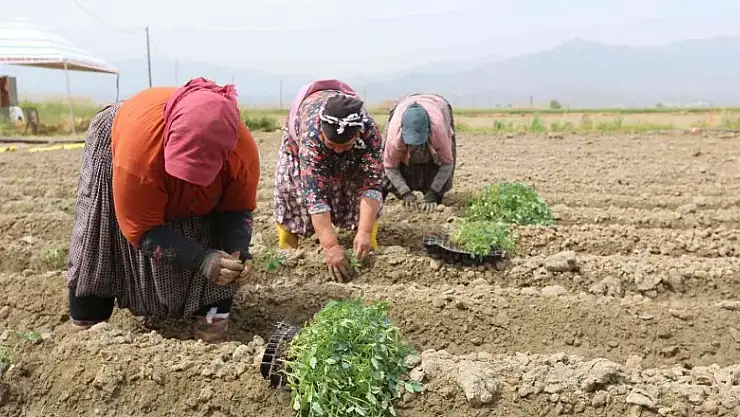 Efeler Belediyesi'nin tarım ürünlerini çeşitleniyor