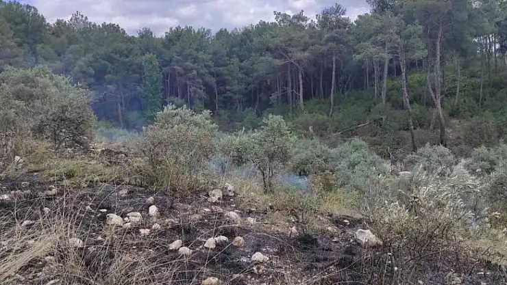 Zeytinlik alanda çıkan yangın ormana sıçramadan söndürüldü
