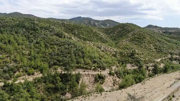 Antalya'da 14 yıl önce orman yangınında küle dönen alanlar yeniden yeşile büründü