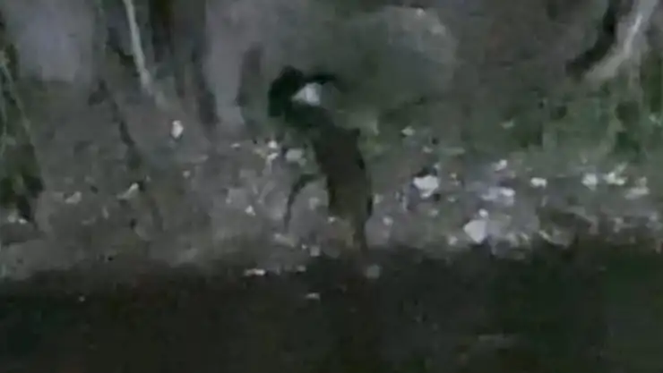 Nesli tükenmekte olan su samurları görüntülendi