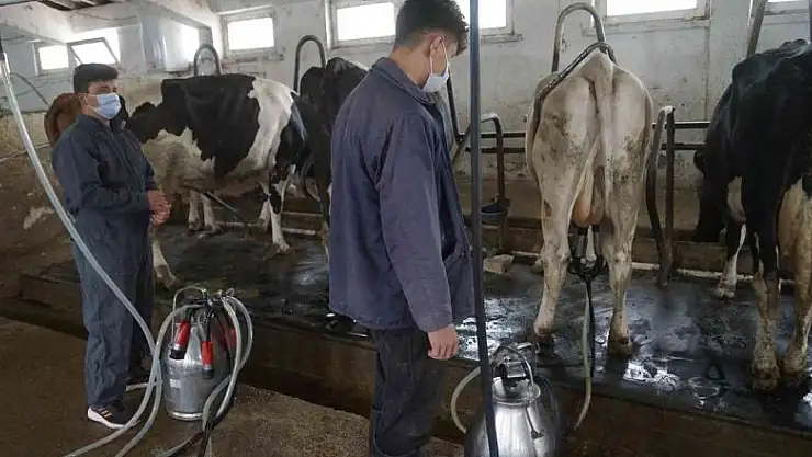 Türkiye'de 2021'de 23 milyon 200 bin 306 ton ton çiğ süt üretildi