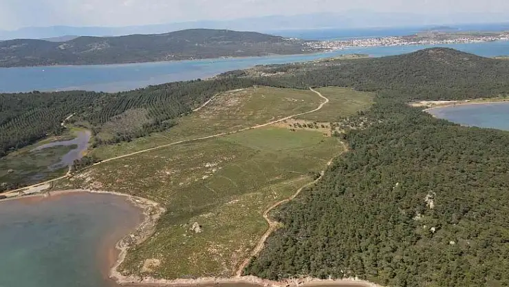 Ayvalık'ta yanan ormanlık alanlarda yeşil yeniden hayat buluyor