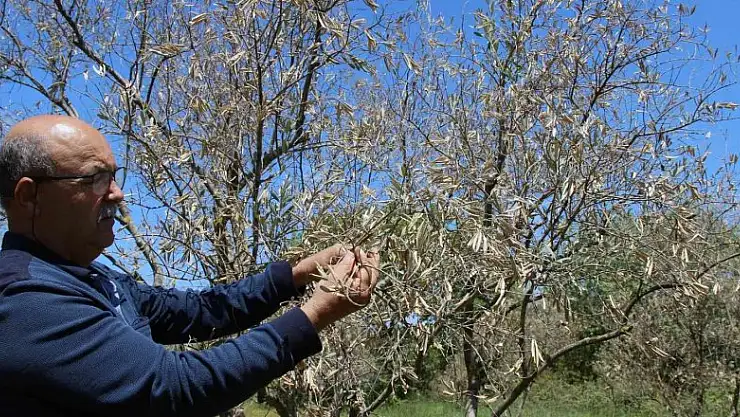 Zeytin ağaçlarında korkutan kuruma