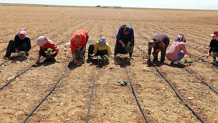 Başkan Altay: 'Kıraç arazileri kekik ve adaçayı ile üretime kazandırıyoruz'