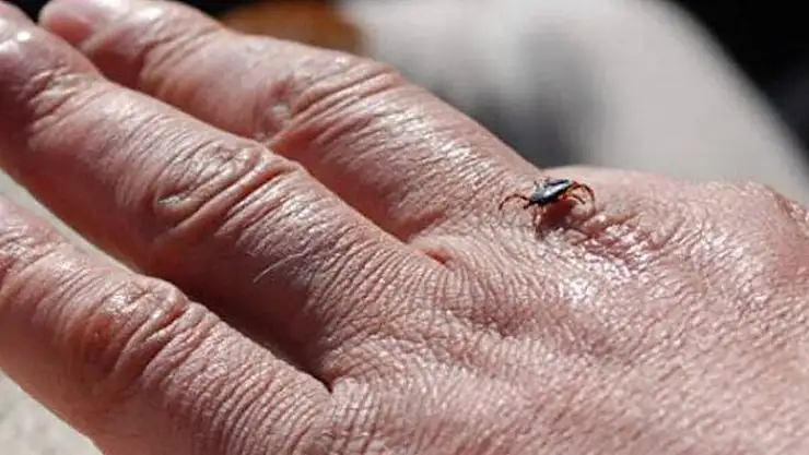 Beyşehir'de kene vakalarına karşı önlemler anlatıldı