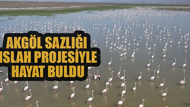 Akgöl Sazlığı ıslah projesiyle hayat buldu