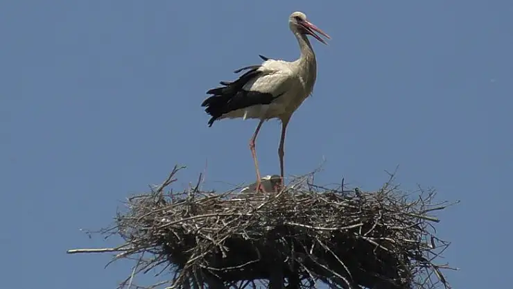 Yüksek gerilim hatlarına yuva yapan leylekler akıma kapılma tehlikesi yaşıyor