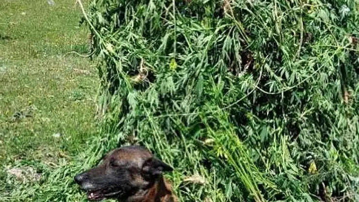 Kendiliğinden yetişen 5 bin 340 kök kenevir imha edildi