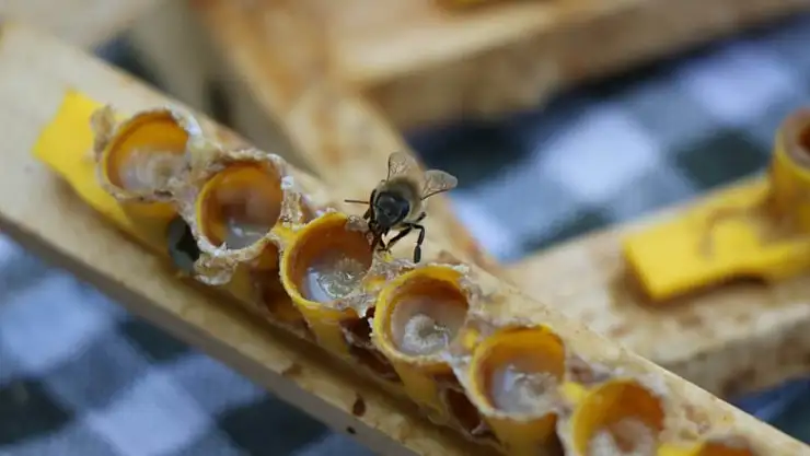 'Arı sütü' altınla yarışıyor