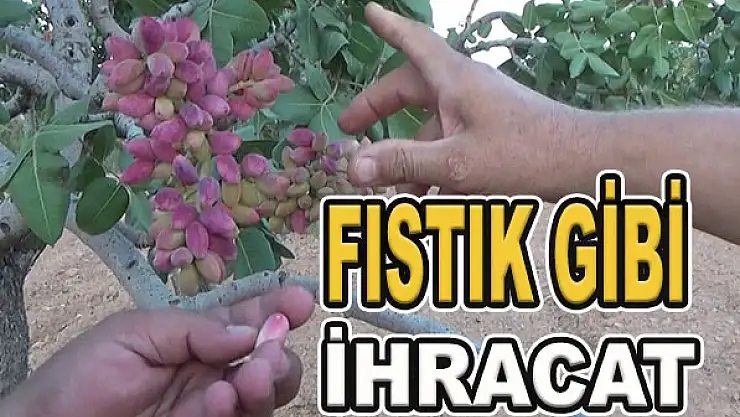 9 ayda 146 milyon dolarlık ihracat