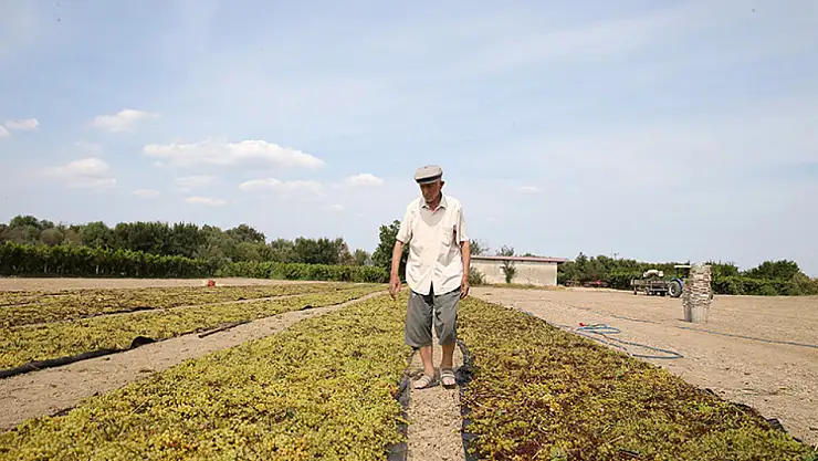 91 yaşında topraktan kopamayan çiftçi: Toprak emeğe saygısızlık yapmaz, hakkını verir