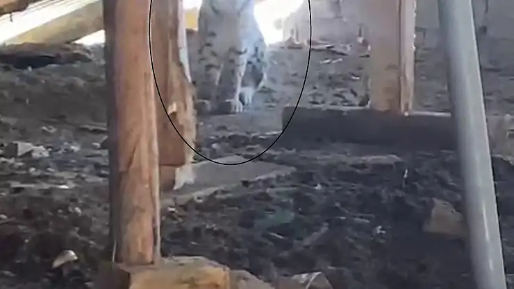 Ormanın hayaleti bu kez de ahırın çatısında görüldü