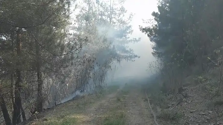 Orman yangını paniğe sebep oldu