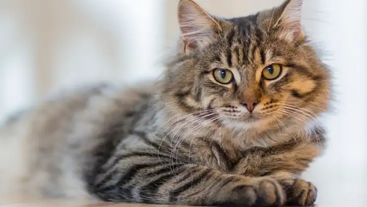 Camiye girip kedinin kafasını koparttı! Olay ne, nerede oldu? Şahıs tutuklandı mı?