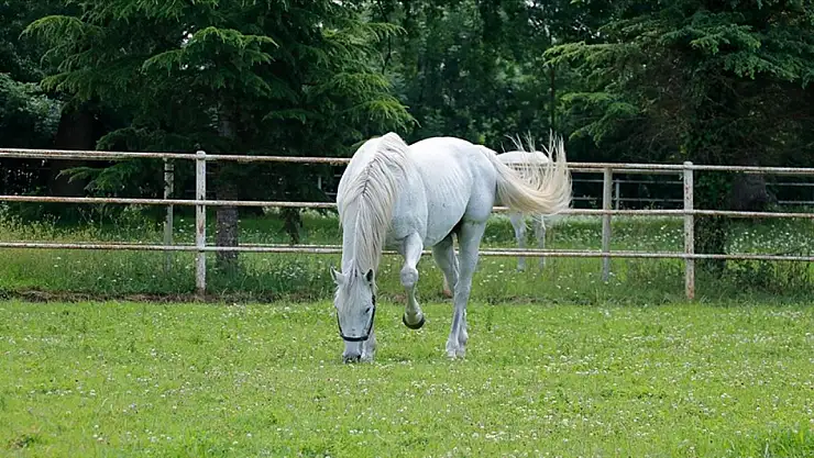 ABD'deki hayvanların kanında 'sonsuz kimyasal' PFAS bileşikleri bulundu