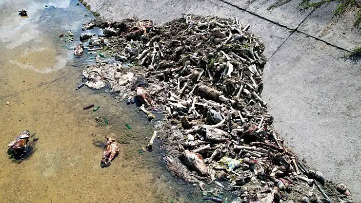 Adana'da at ve eşek eti skandalı