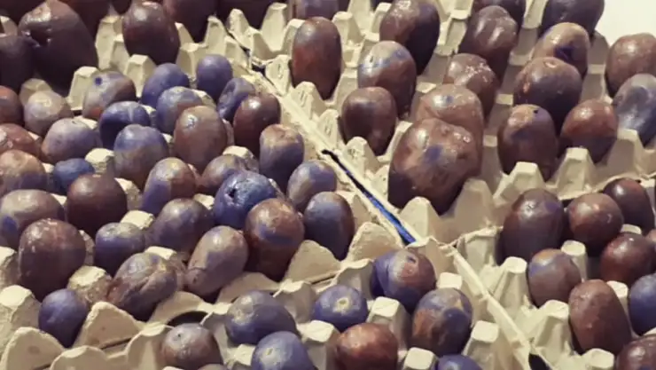 Adanalı köylü kadınların patlıcan kuruturken uyguladığı püf nokta! Aktarlarda satılanlar gibi lezzetli oluyor…